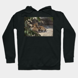 Leopard and Cub Hoodie